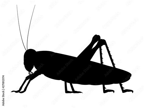 Vector Black Silhouette Of A Grasshopper Stock Vector Adobe Stock