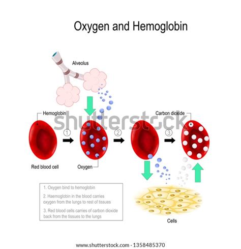 Hemoglobin Carbon Dioxide Images Stock Photos Vectors Shutterstock