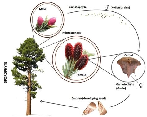 Gymnosperm - Definition, Examples and Life Cycle | Biology Dictionary