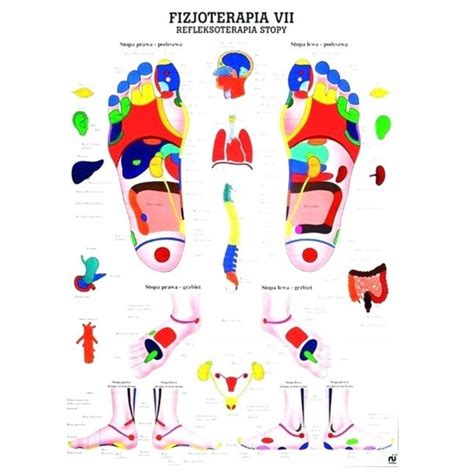 Tablica Anatomiczna Plansza Refleksoterapia Stopy Erli Pl