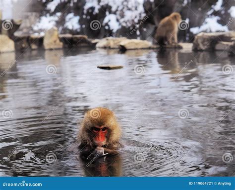 Snow Monkey Park Hot Bath Stock Image Image Of Wildlife