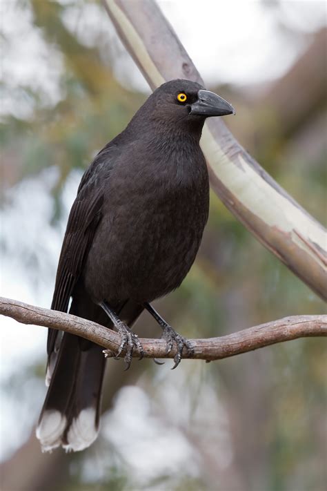 Black currawong - Wikipedia