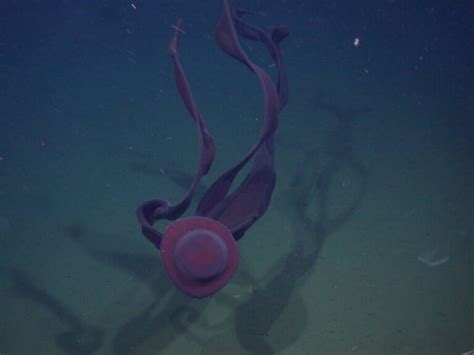 Giant Phantom Jellyfish Observed In Shallow Antarctic Waters