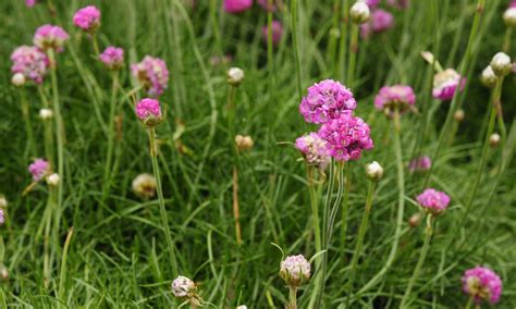 Engels Gras Armeria Maritima ‘laucheana Potmaat 9cm Kwekerij