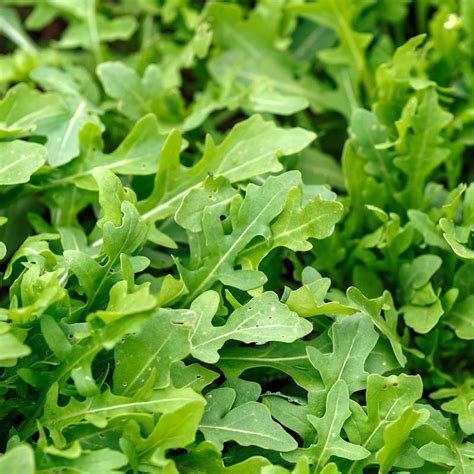 Roquette Arugula Seeds for Sale | Arugula Seeds Bulk