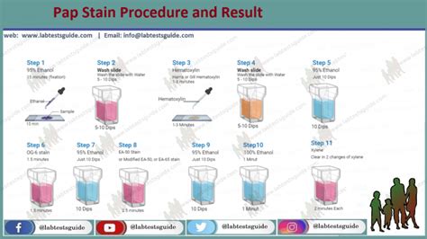 Pap Stain Procedure Result Interpretation And More Ltg