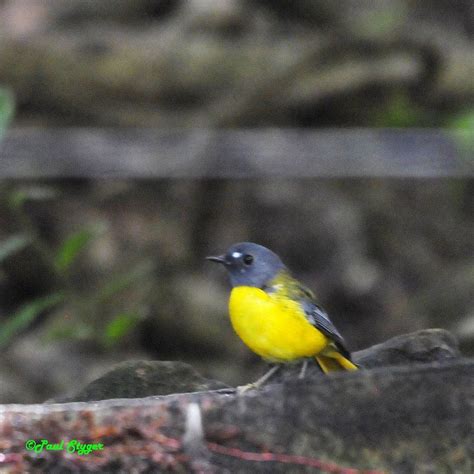 Robin Birdlife Eastern Cape