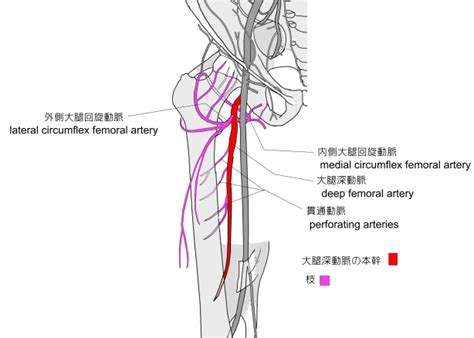 Visual Anatomy 視覚解剖学