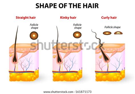 Types Hair Cross Section Different Hair Stock Vector (Royalty Free ...