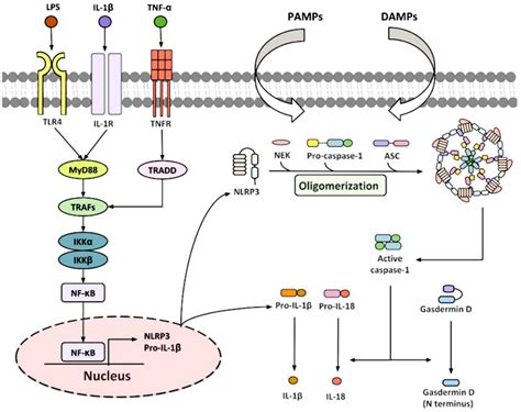 Ijms Free Full Text To Gain Insights Into The Pathophysiological