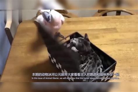 把鹦鹉和猫咪养在一起，快把主人笑哭了，太逗了！ 鹦鹉 主人 猫咪