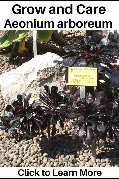 Aeonium Arboreum Zwartkop” Black Rose Succulent Plant