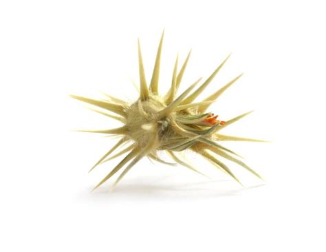 Premium Photo | Isolated prickly