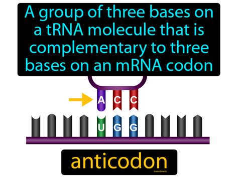 Anticodon Definition & Image | GradesUp