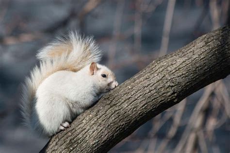 Photos Of Half Albino Animals