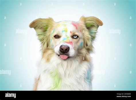 red-white Border Collie Stock Photo - Alamy