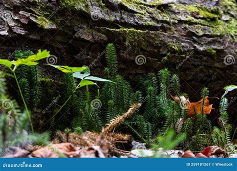 Plants Growing From A Trunk Of A Dead Tree In Ontario Canada A Concept