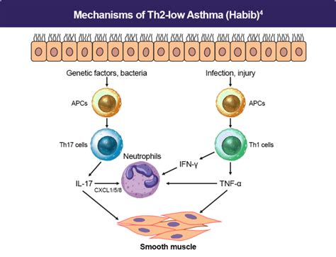 Pathophysiology Asthma Clinician