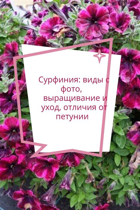 Сурфиния: виды с фото, выращивание и уход, отличия от петунии | Петунии ...