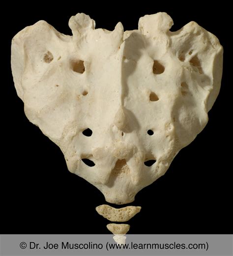 Sacrum And Coccyx Learn Muscles