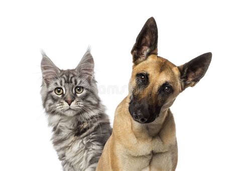 Cat Writing On A Blank Blackboard Stock Image Image Of Advertising