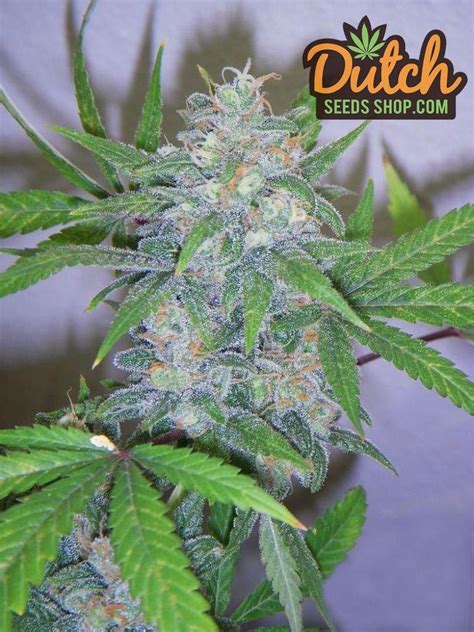 Blue Cheese Feminized 10 Seeds 48 00