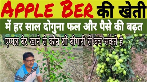 एप्पल बेर की खेती की A To Z जानकारी Apple Ber Ki Kheti Apple Ber