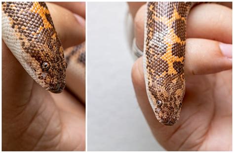 Hysterics Over Snake That Looks Like A Childs Best Effort At Drawing