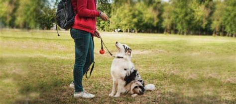 Benefits Of Buying Aussie Dog Toys VS International - Wag The Dog UK