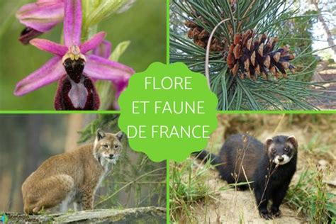 La faune et la flore de France Caractéristiques et ESPÈCES