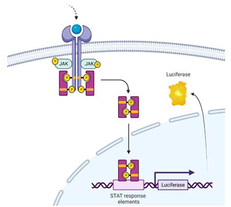 Stat Luciferase Reporter Hek Cell Line