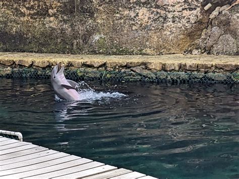 Aquarium Common Bottlenose Dolphin Zoochat