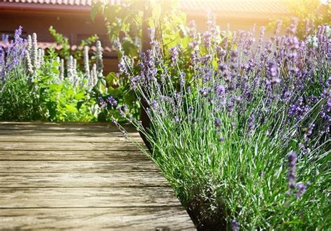 Les Plantes Typiques Du Sud De La France Elle Décoration