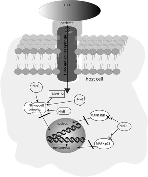 Proinflammatory Signaling Pathways Are A Main Target Of Epec Effector