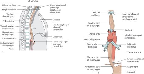 Esophagus And Thymus And Their Neurovasculature Basicmedical Key