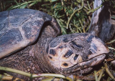 The Hawksbill Sea Turtle Padre Island National Seashore U S