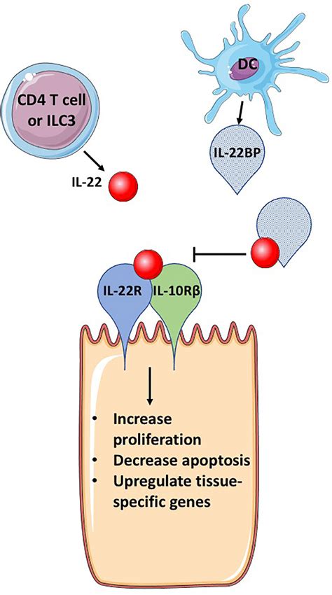 Frontiers Il Binding Protein Il Bp In The Regulation Of Il