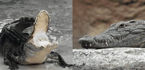 Alligator Vs Crocodile Key Differences Ocean Info