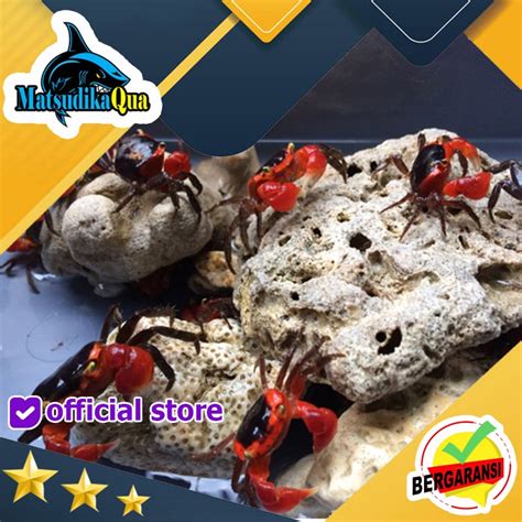 Jual Kepiting Hias Apple Crab Aquarium Paludarium Aquascape Shopee