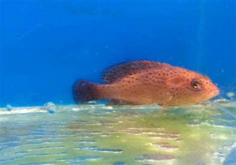 Miniatus Grouper