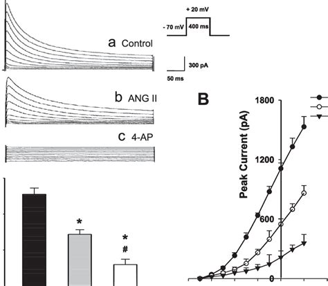 Effects Of ANG II Treatment On The Voltagegated K Current In CATH A