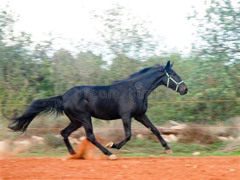 Black Stallion running stock image. Image of sand, tail - 3033229