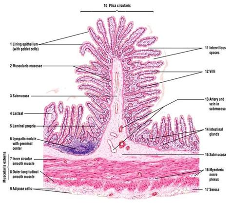 Histology - FINAL at National College of Natural Medicine - StudyBlue