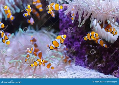 Several Clownfish Amphiprion Ocellaris In Marine Aquarium Stock Image