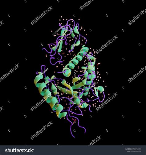 Crystal Structure Human Calcitonin Receptor Truncated Stock ...