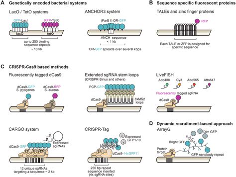 Systems To Fluorescently Label Genomic Loci In Living Cells A The