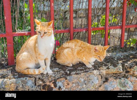 Two Stray Cats Stock Photo Alamy