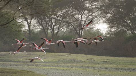 Thol Lake Bird Sanctuary, India Photos