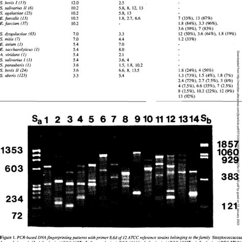 Amplified DNA Fragment Profiles Using PCR Based DNA Fingerprinting