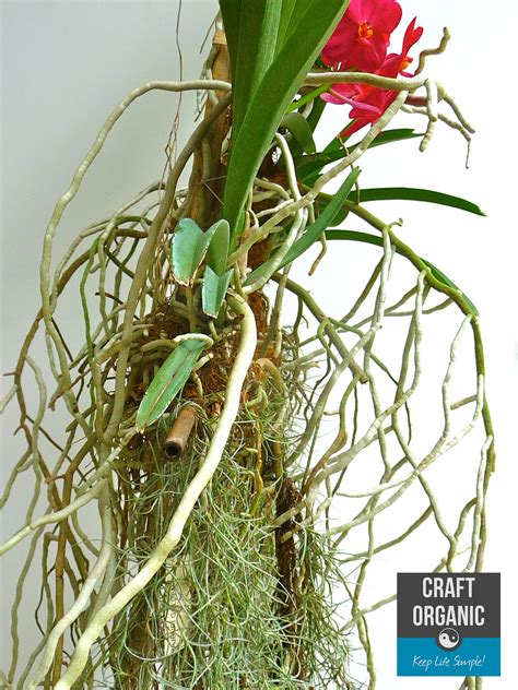 Orchids On Bamboo Lattice Revisited Craft Organic